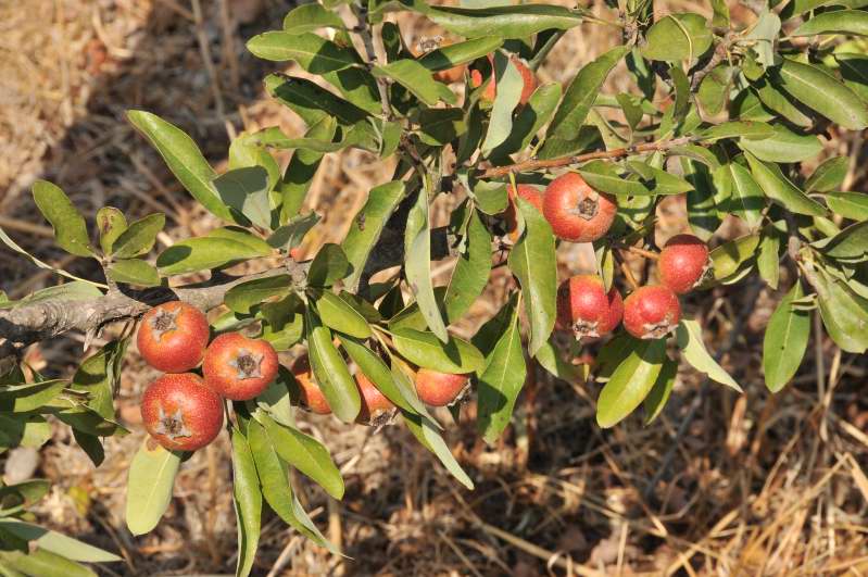 Albero dalle meline rosse - Pyrus pyraster